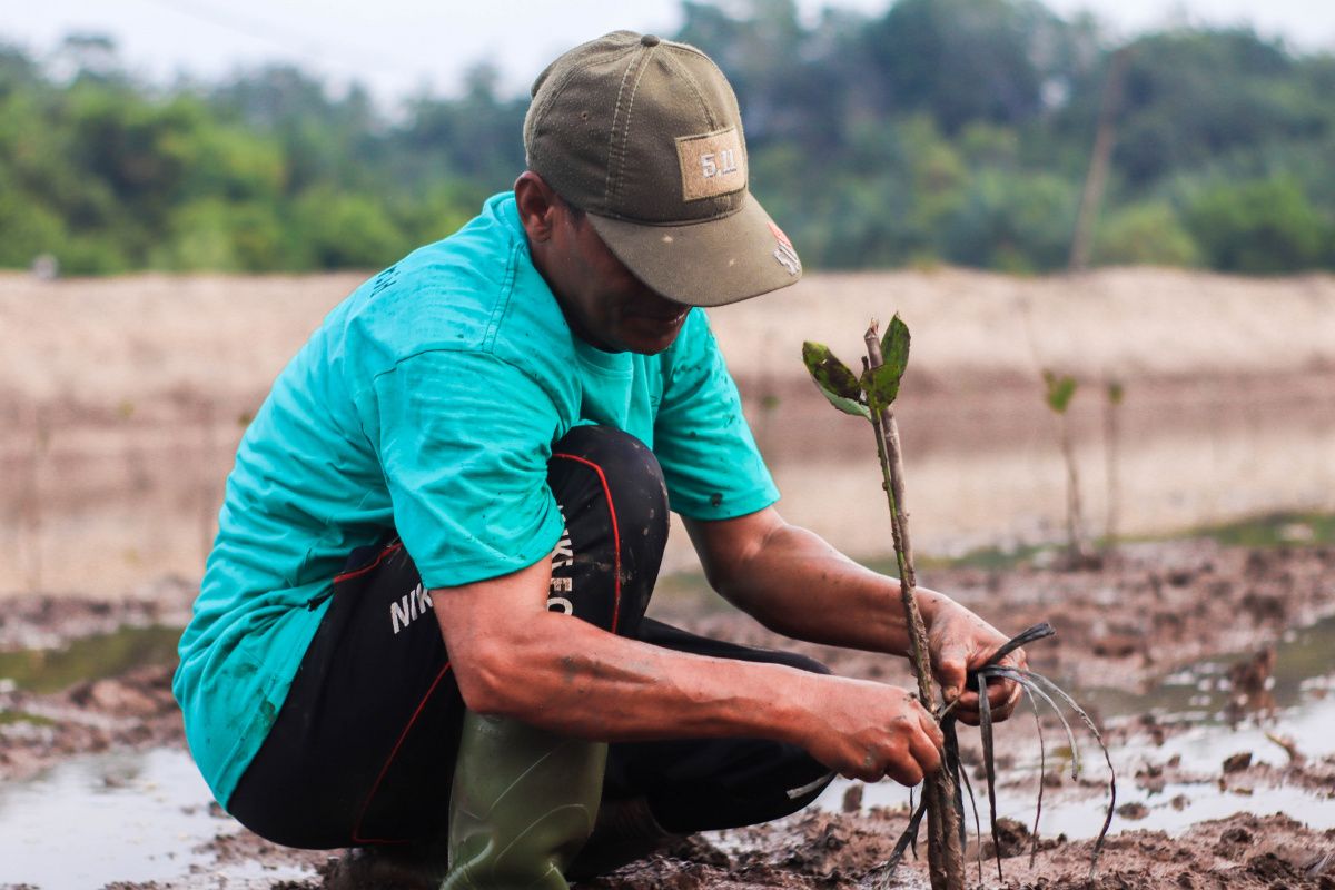 Blue carbon ecosystems: a natural solution for storing carbon and