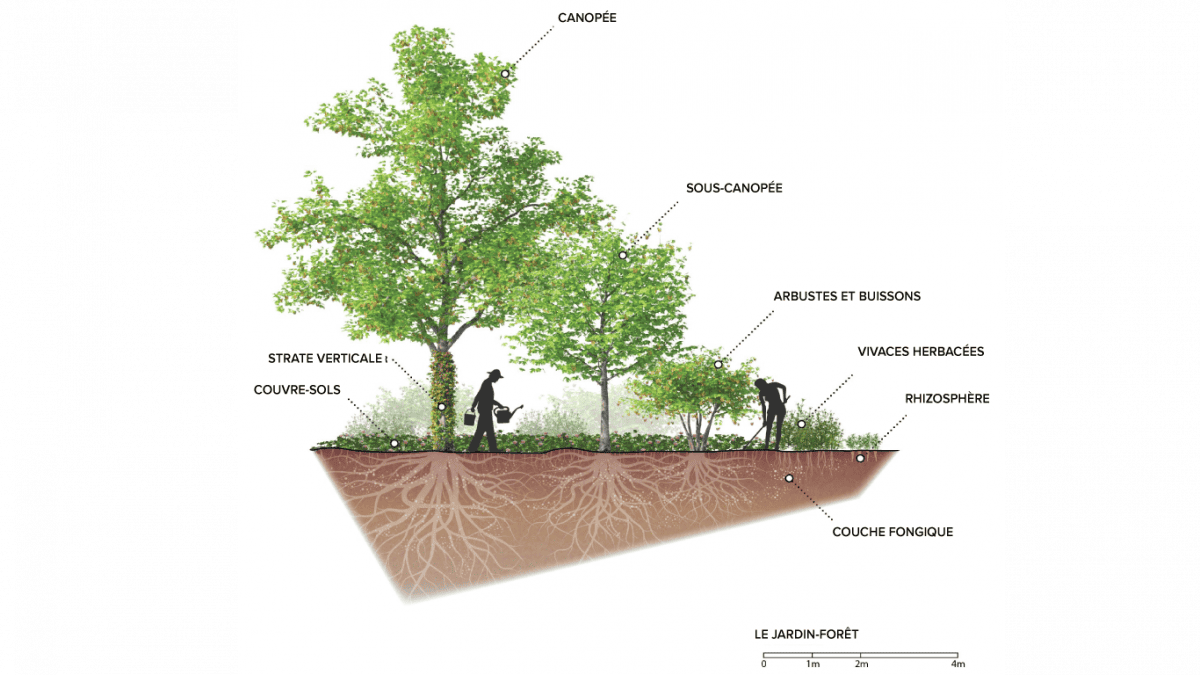 The 7 layers of the forest garden