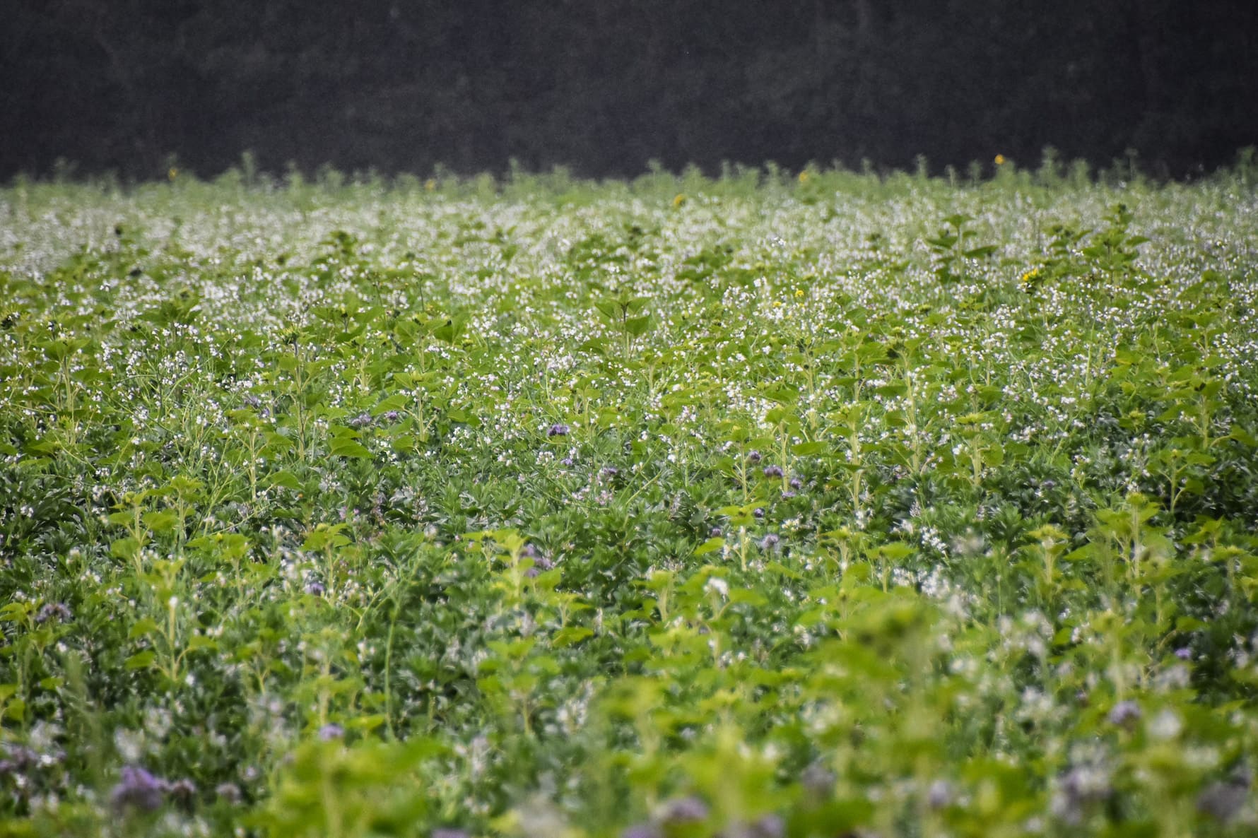 Couvert végétal diversifié, planté en interculture pour couvrir le sol.