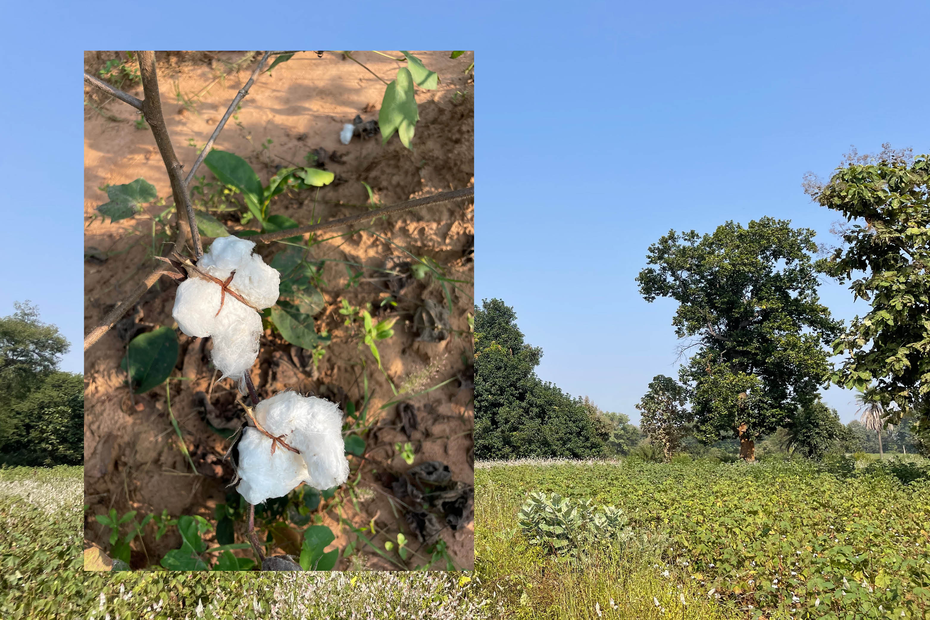 Agroforesterie coton Odisha.jpg