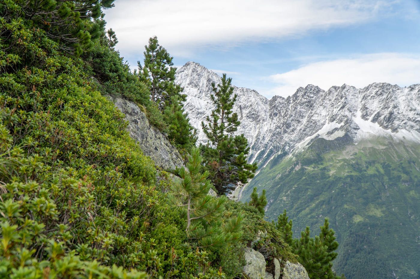 Arolière (peuplement d'aroles, ou pin des Alpes) dans les Alpes suisses