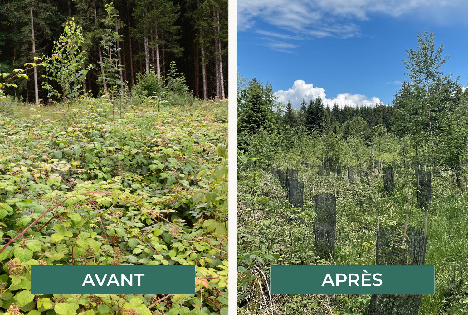 Avant-apres-FR.jpg