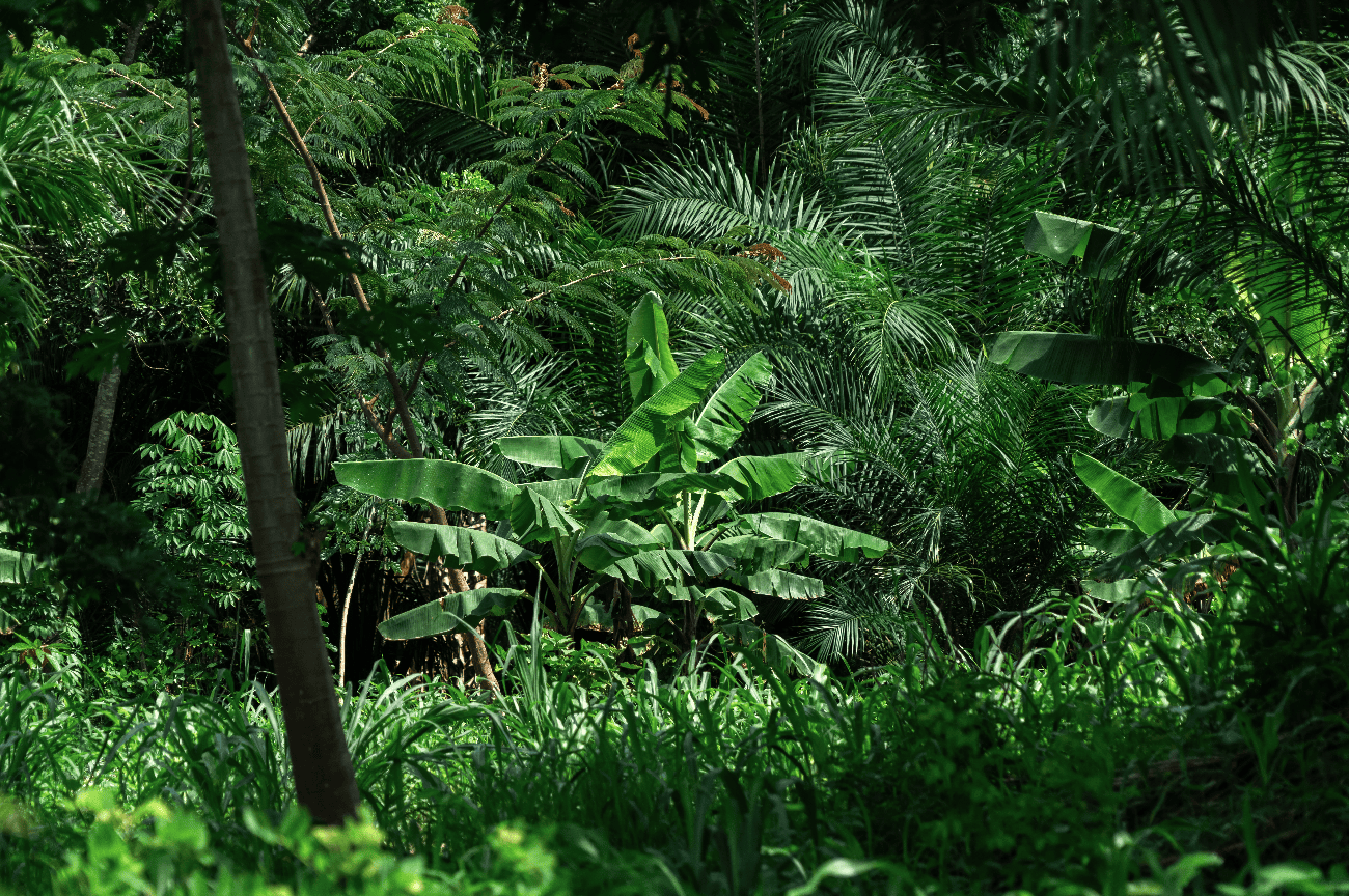 Ave-Ga-ReforestAction-6.png