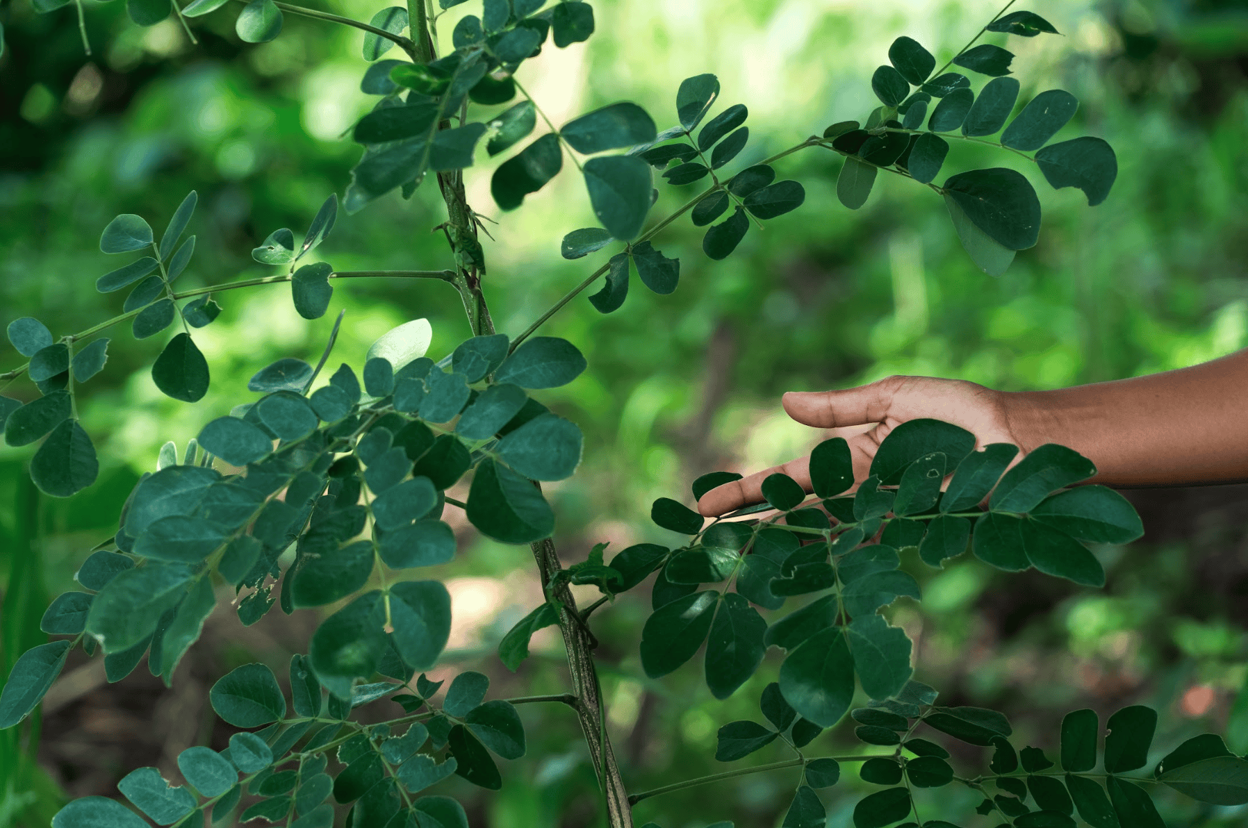 Ave-Ga-ReforestAction-8.png