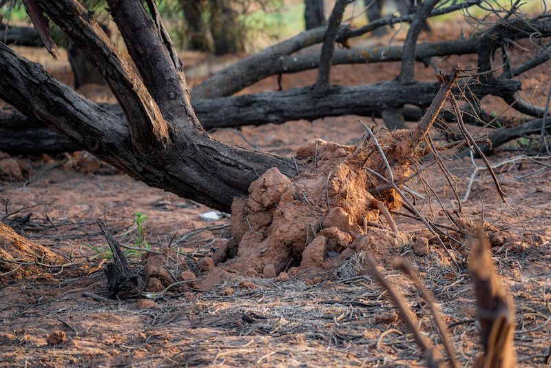 Dead tree because of drought-Loïsa-Morocco-9_10_23-2.jpg