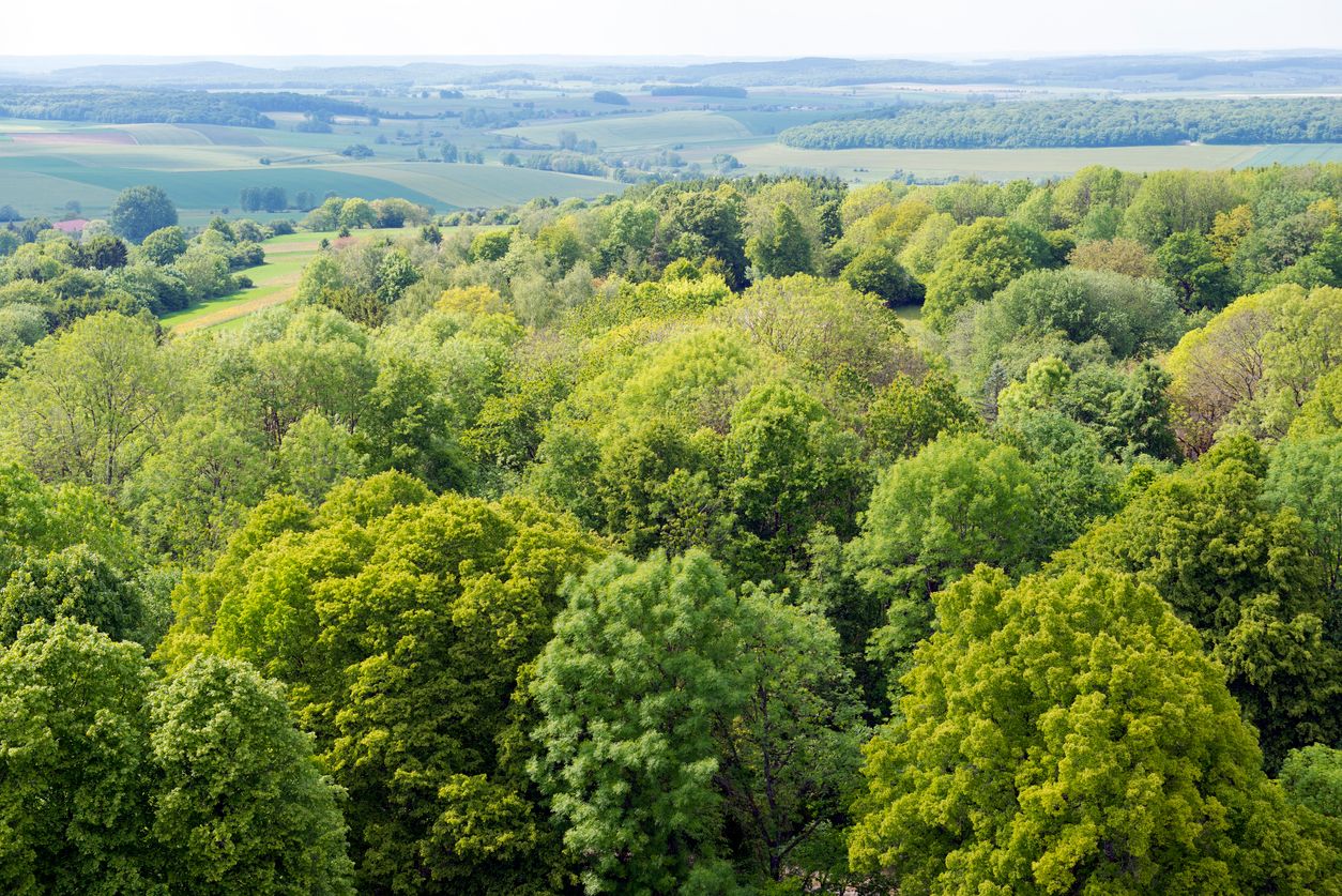 Forêt tempérée.jpg