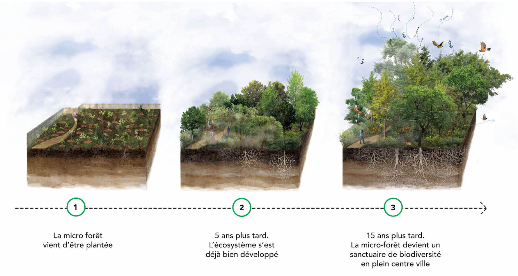 Illustration de foret urbaine