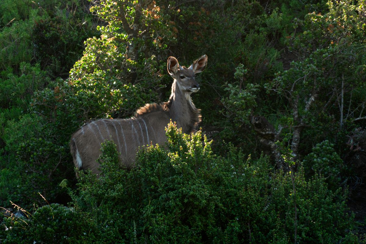 Greater-Kudu-ReforestAction-AL-Avril.jpg