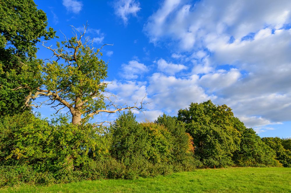 Haie bocagère pluristrate (composée de plusieurs strates de végétation diversifiée), vue de près