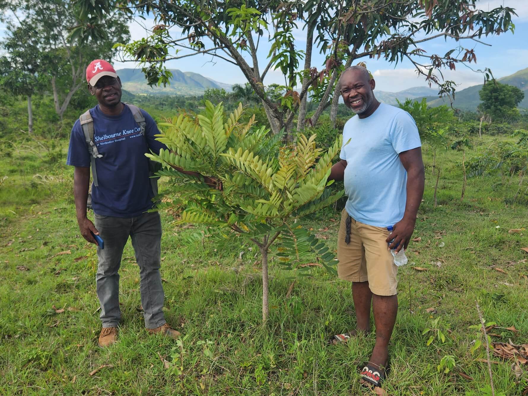 Haïti agroforesterie 2.jpg