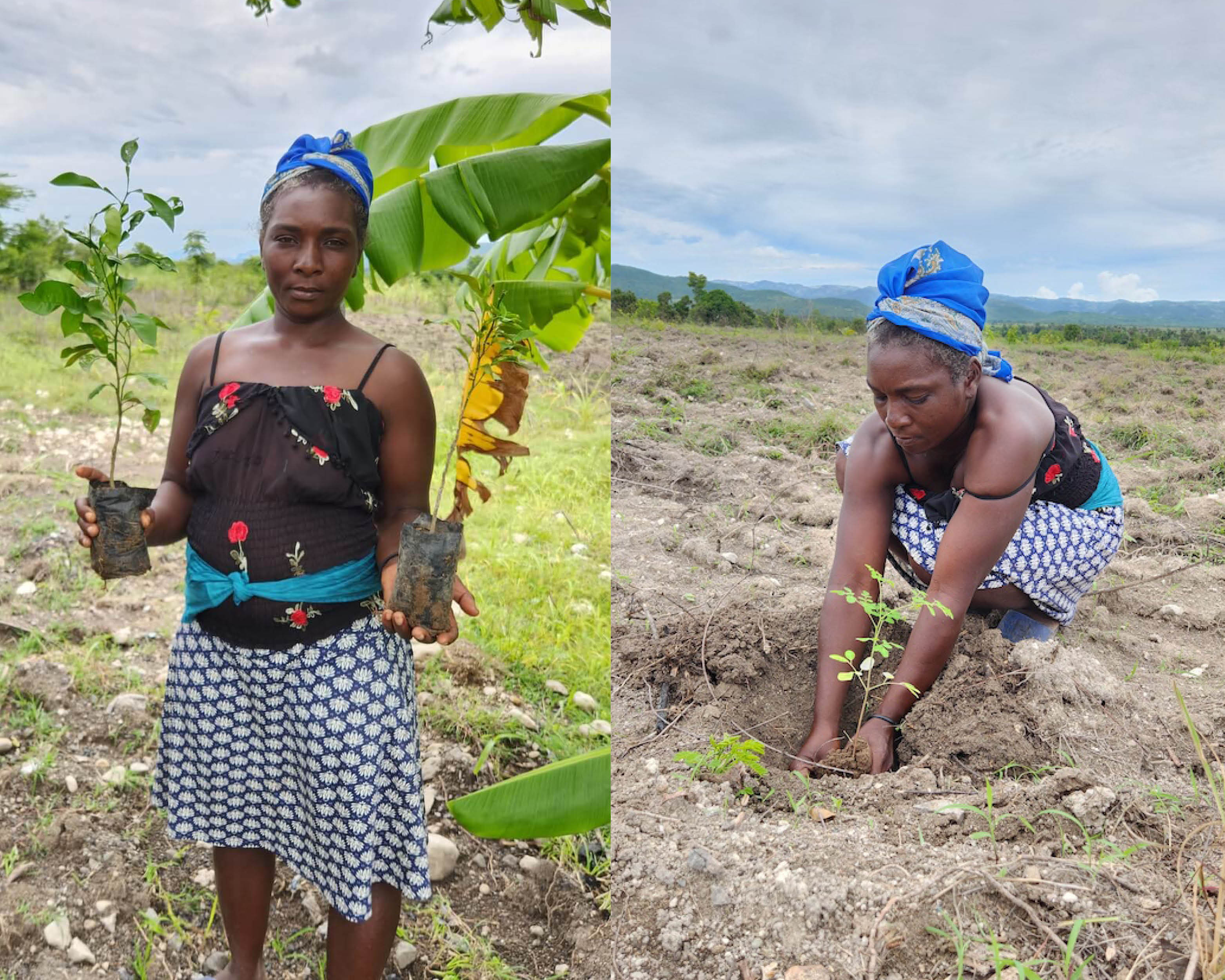 Haïti femme plantation.jpg