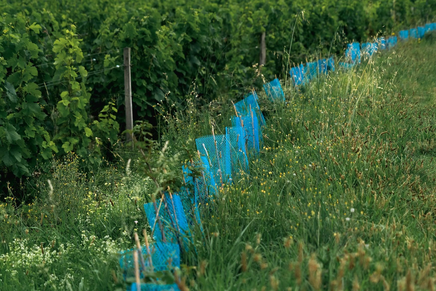 Haut Bailly 5.jpg