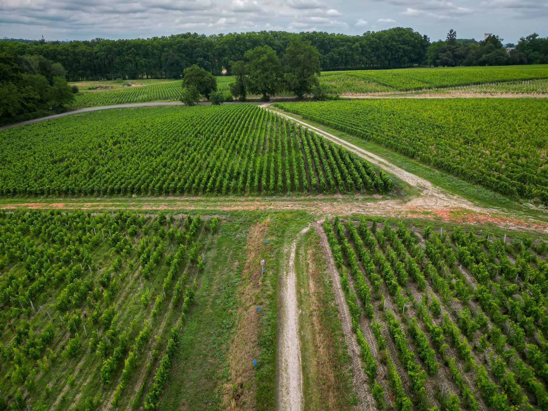 Haut Bailly 6.jpg