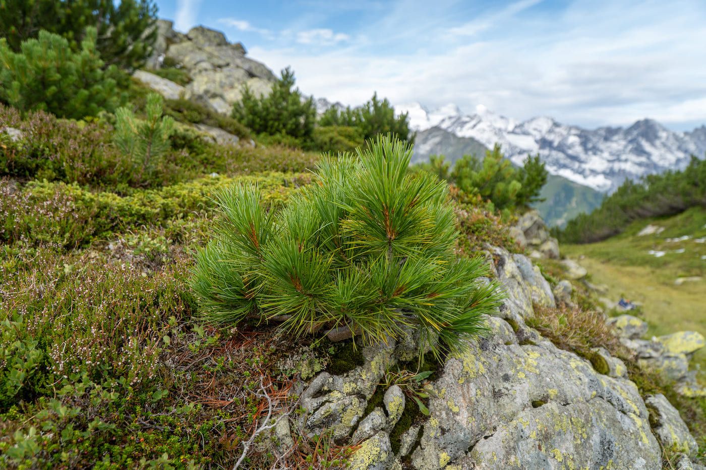Jeune plant d'arole sur un rocher - Alpes suisses