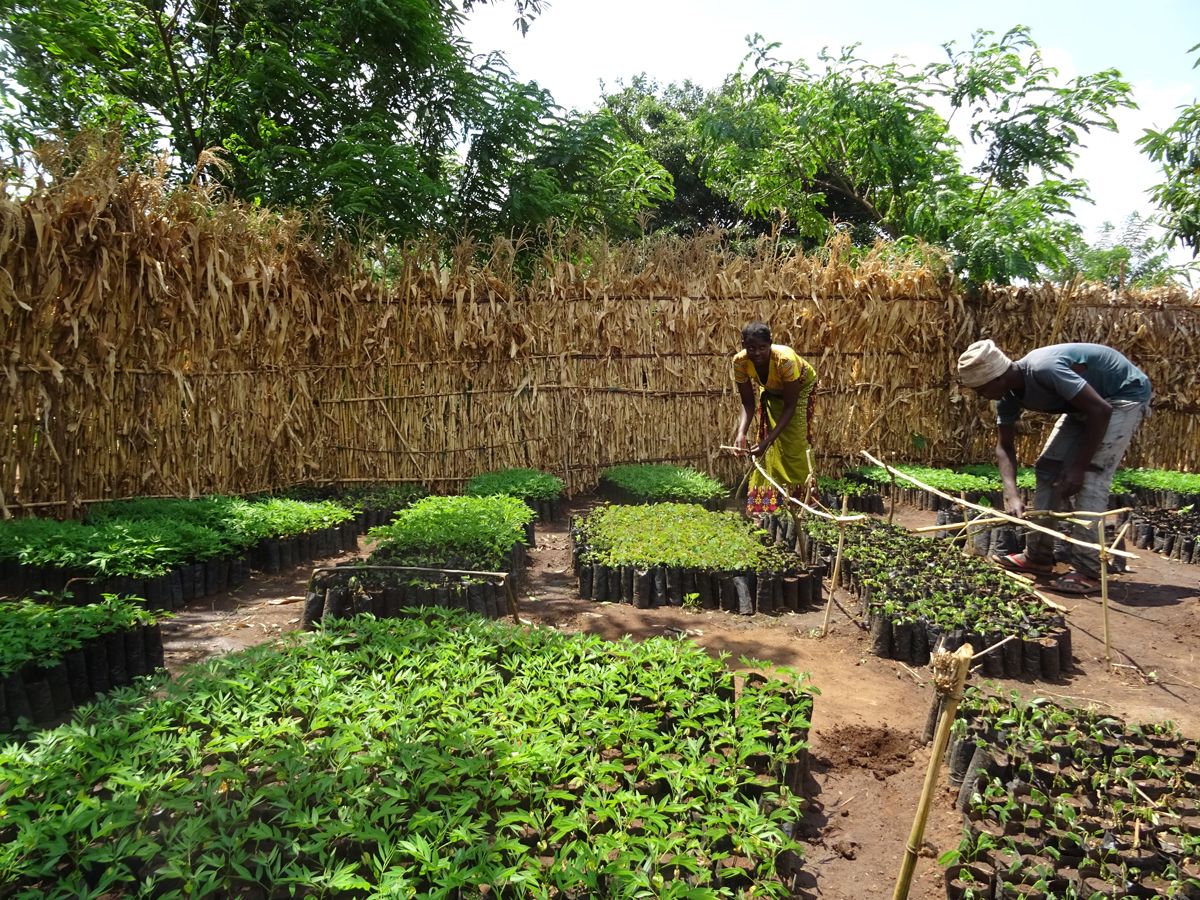 Malawi_Katoto_Mwalawatsoya-nursery-Chikanga_2022.jpg