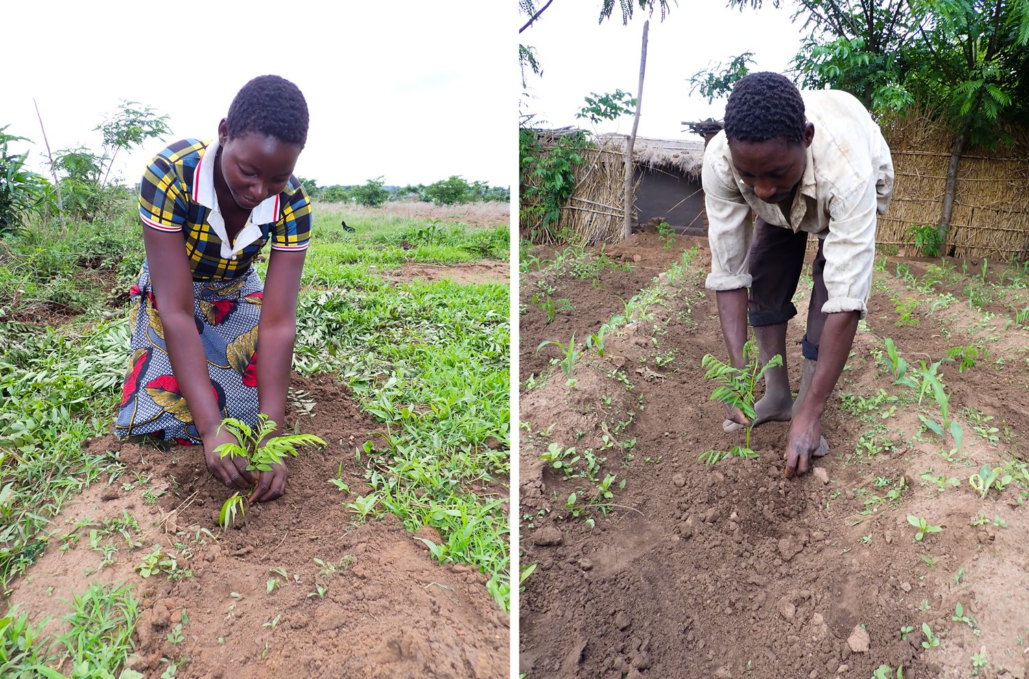 Malawi_Tree-planting-in-Chilembwe-2_2022.jpg