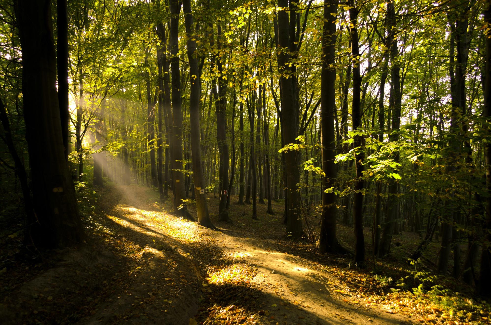 What are Nature-based Solutions?