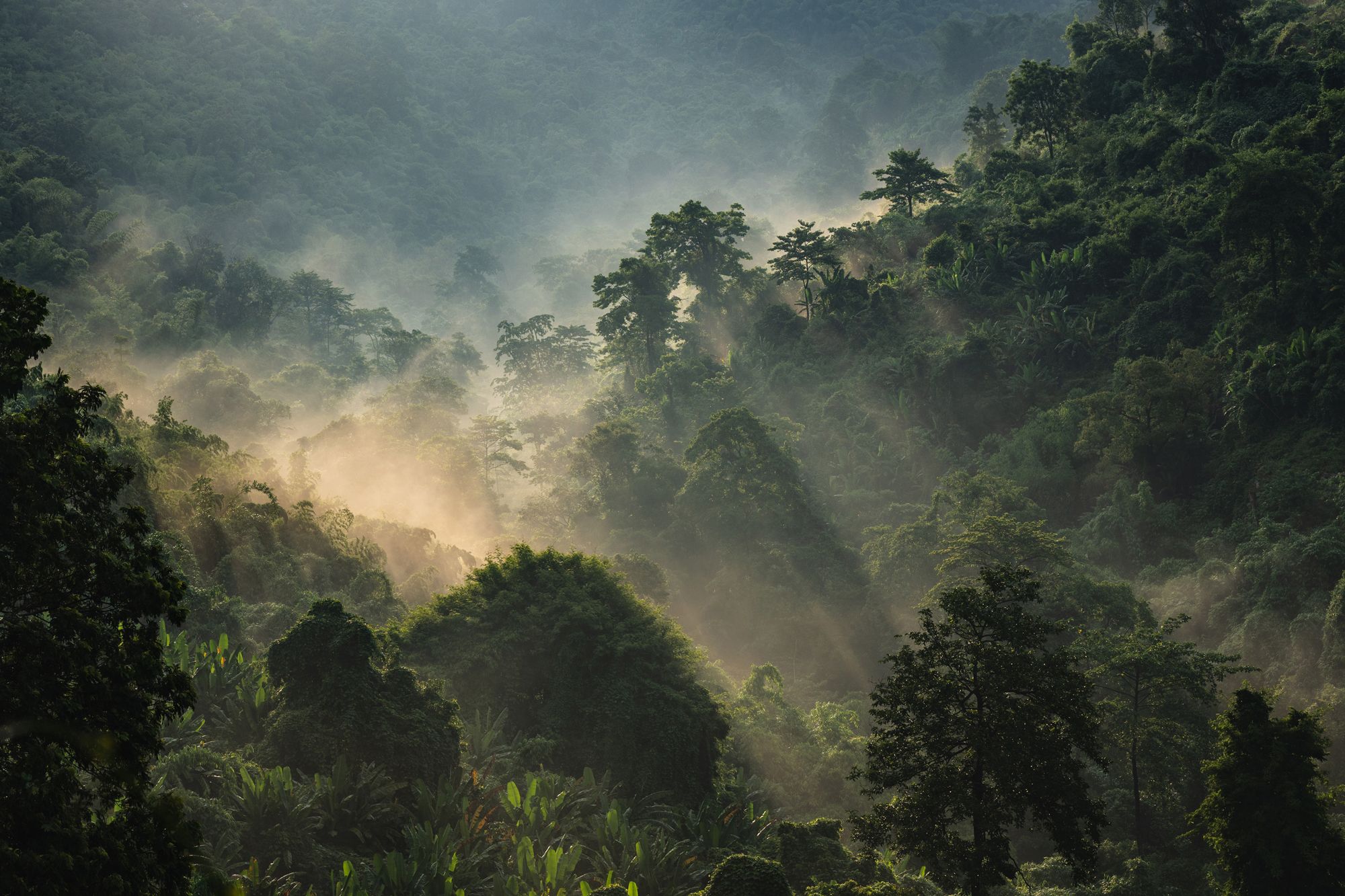 Nature+ Coalition : placer la nature au cœur des décisions climatiques