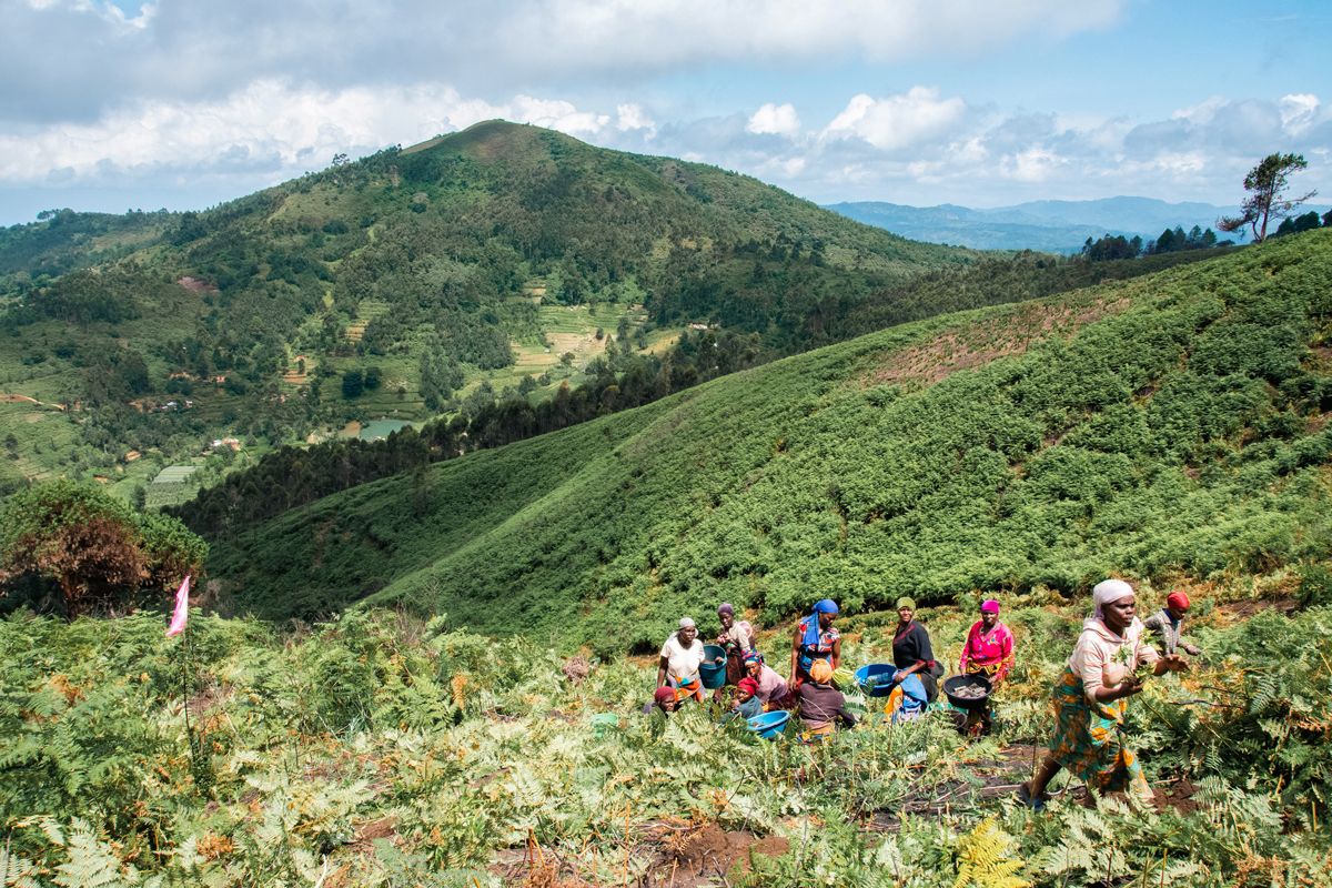 Wooded hills with women's tree-planting communities