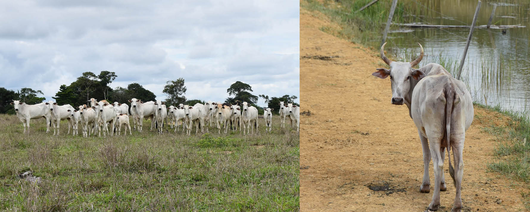 ReforesTerra Cattle breeding.jpg