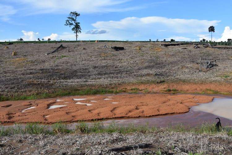 ReforesTerra land 2.JPG