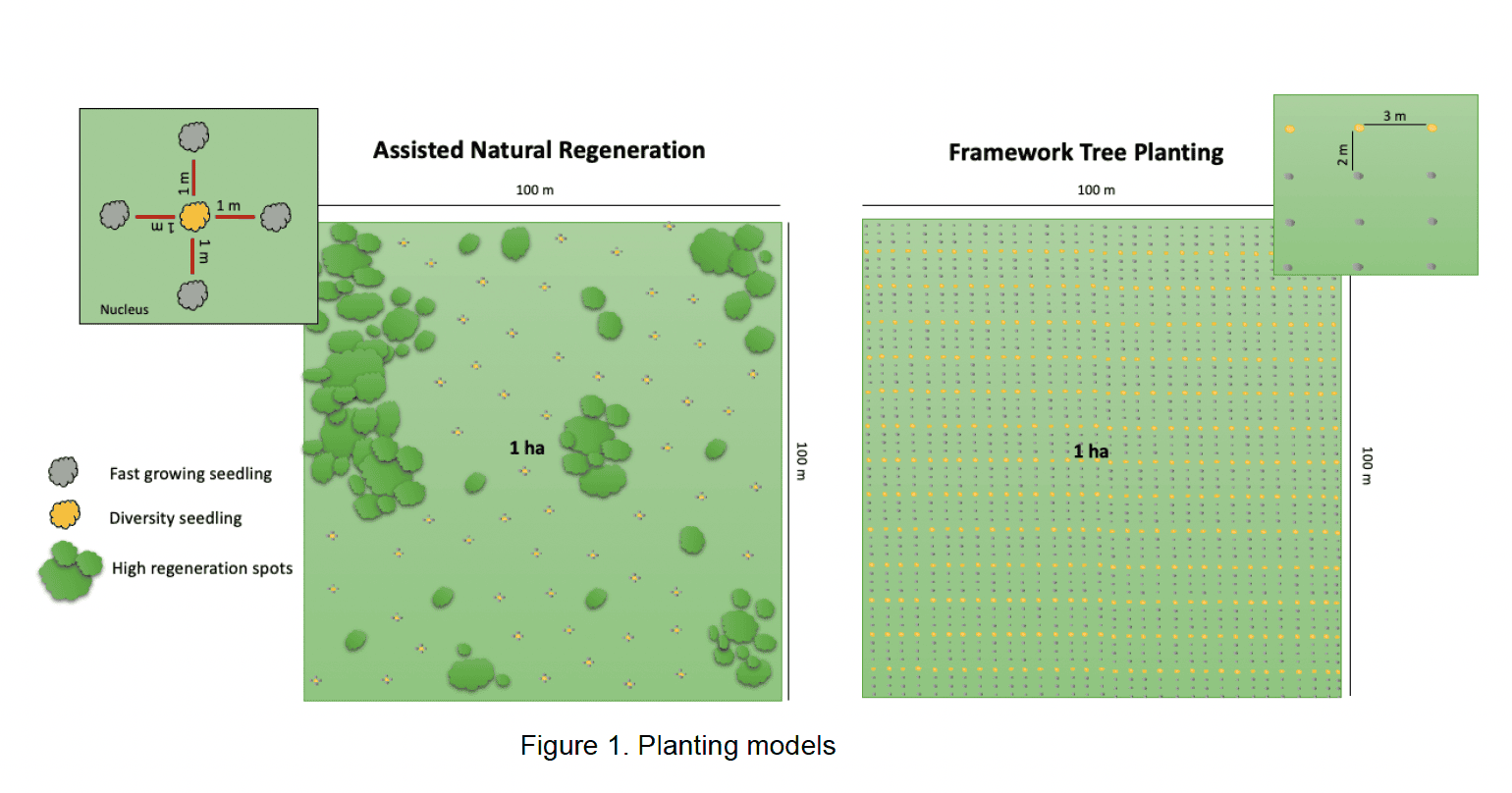 ReforesTerra plantation models.png