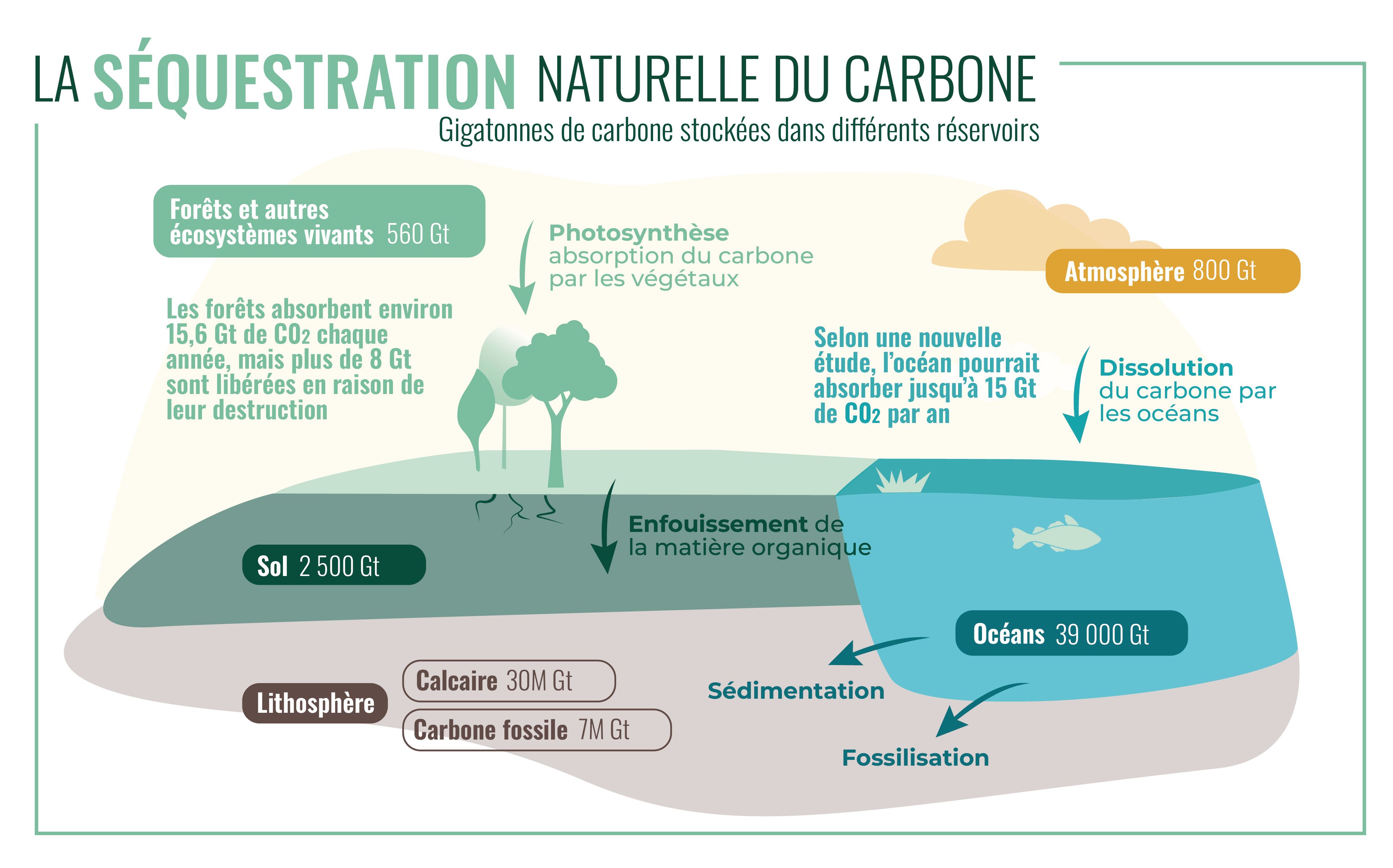 Séquestration naturelle du carbone.jpg