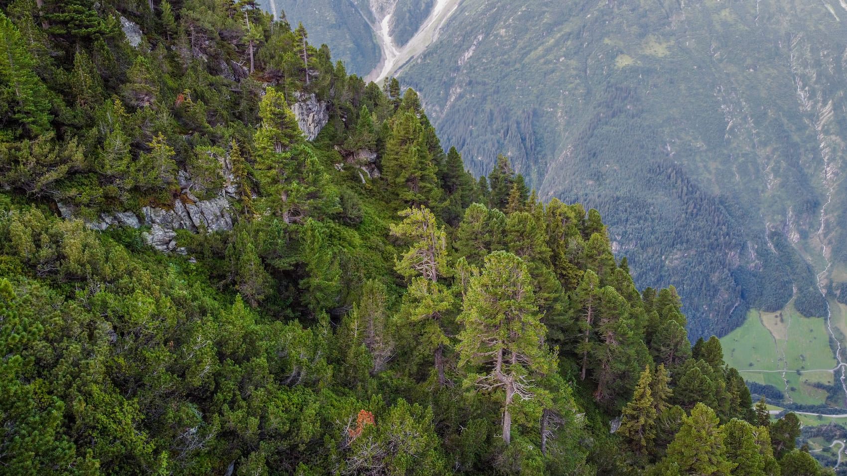 Vue aérienne d'une arolière dans les Alpes suisses