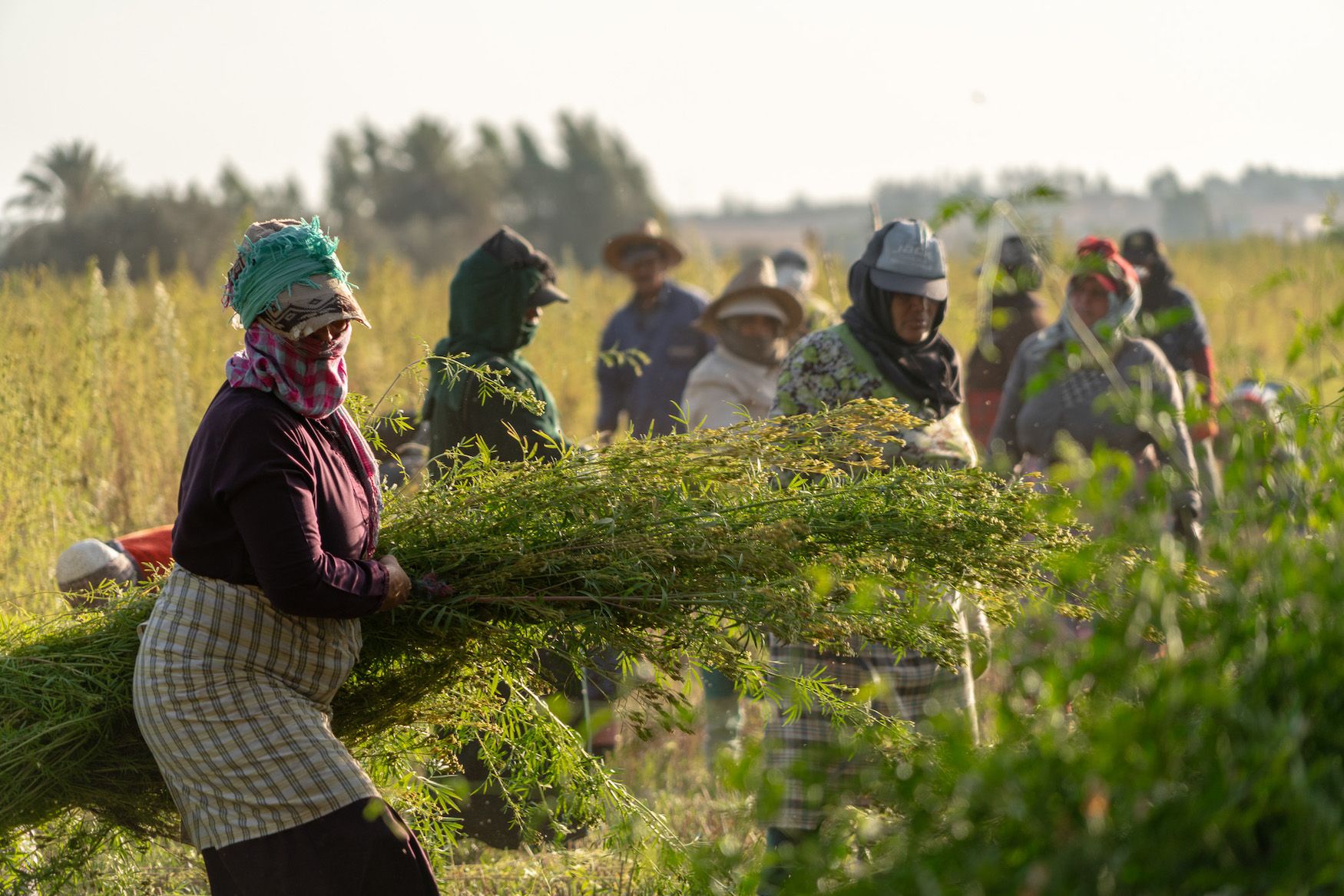 Women workers in tagete field-Loïsa-Morocco-9_10_23.jpg