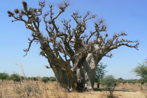 Senegal Tree Types Preparing for the Next Tree Plantation Season in Senegal