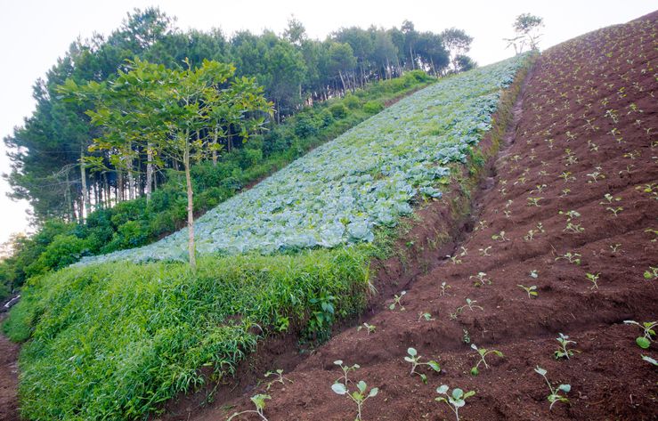 L'agroforesterie contribue à la diminution de l’empreinte carbone des surfaces agricoles