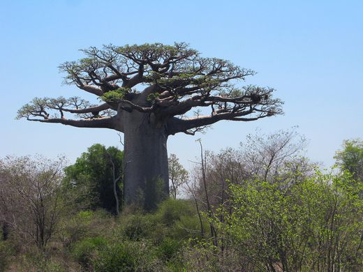 The Baobab A Unique Pollination