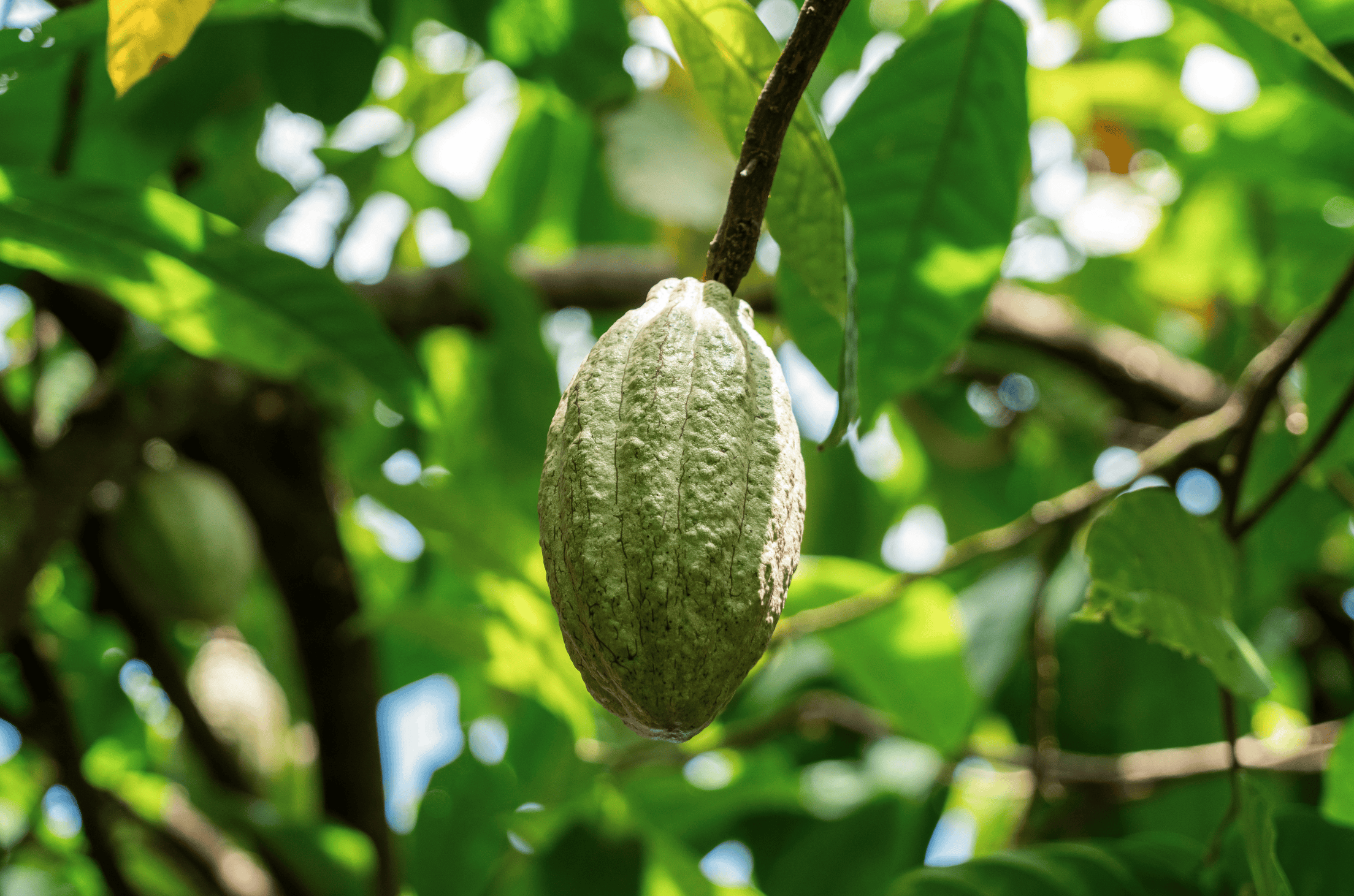 cacao-zero-deforestation.png