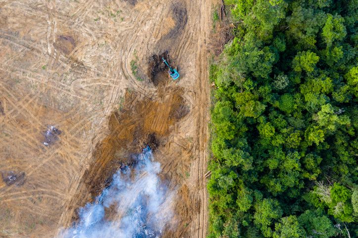 Déforestation importée