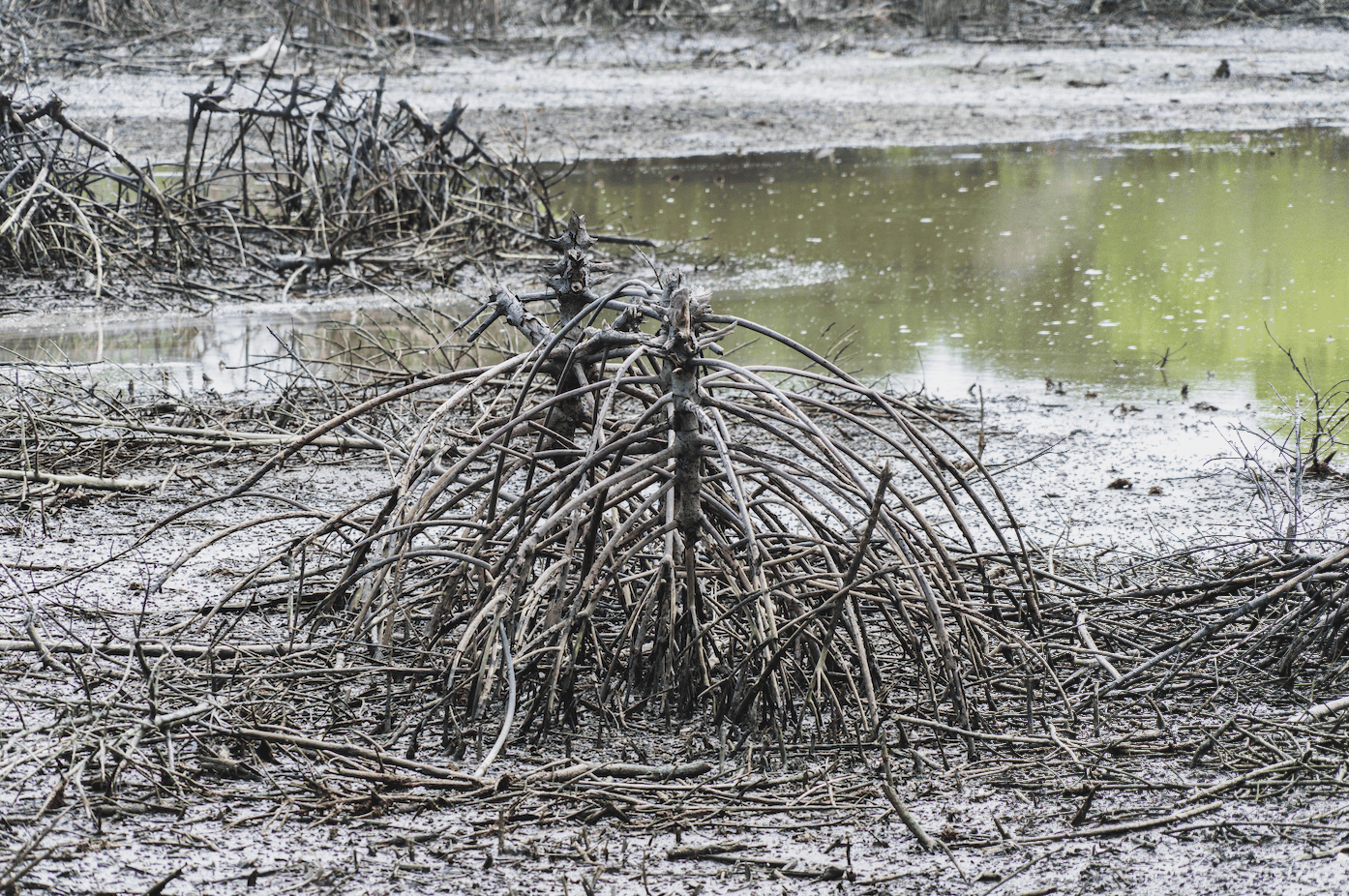deforestation-indonesie.png