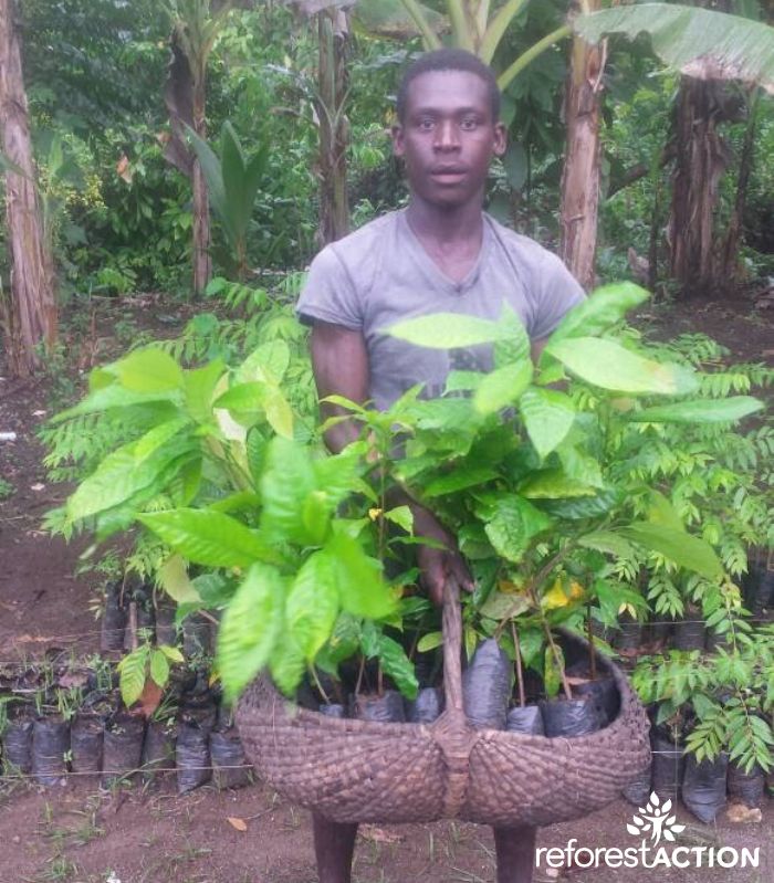 Homme portant des pousses de cacaoyers