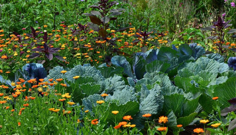 The forest garden is an ecosystem for the future