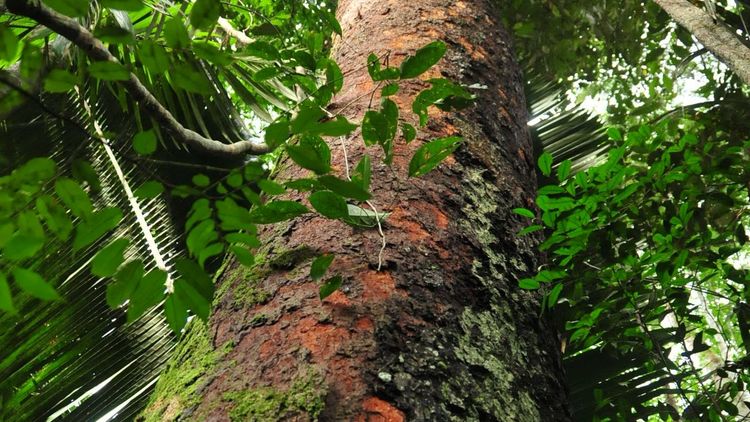 COP30: Structural Pathways to Accelerate the Transition?