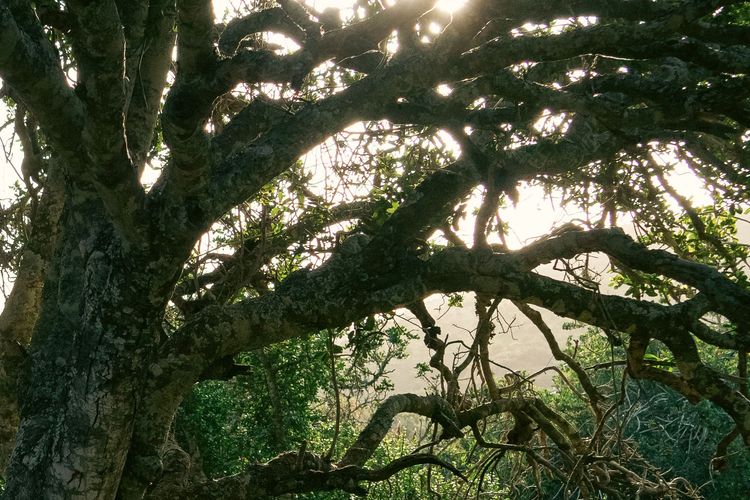 Restituer l'impact des projets NbS : lancement de notre plateforme MRV