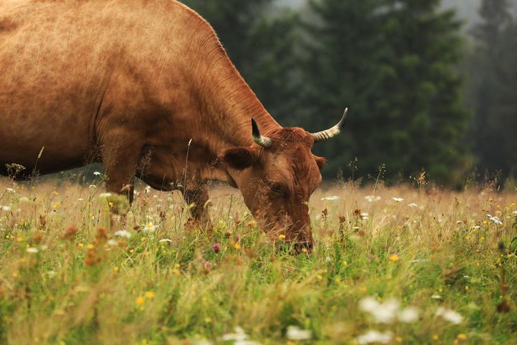 Leather Supply Chains: What Agricultural Levers Can Strengthen Sustainability?
