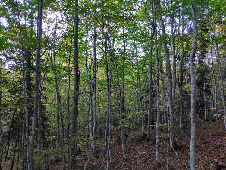 Verallia, engagé dans la décarbonation de son industrie, contribue en parallèle à la restauration des forêts proches de ses sites de production