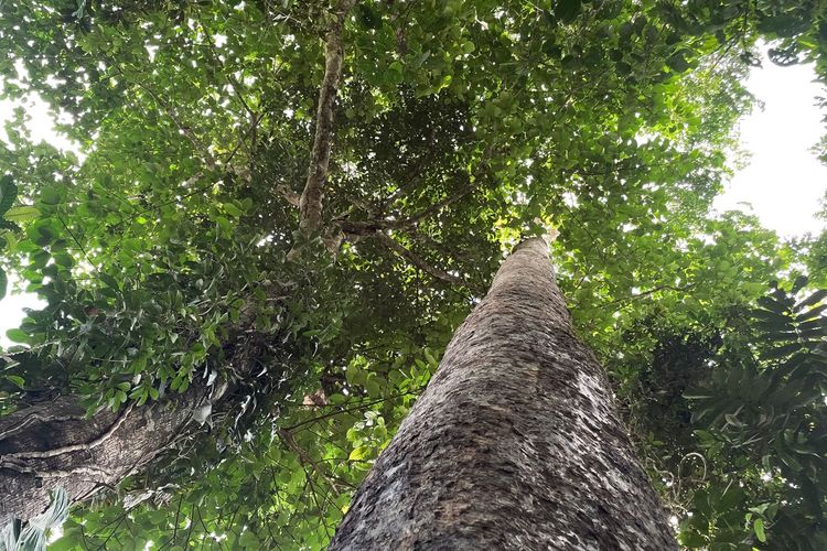 How Native Rubber Helps Keep the Amazon Standing: A Regenerative Landscape Model in the Brazilian Amazon