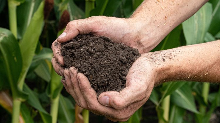 Résilience des chaînes de valeur : nos programmes de référence en agriculture régénératrice