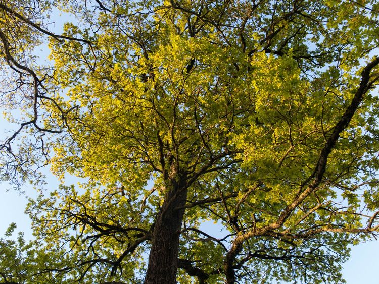 Article 6 : un cadre structurant pour les marchés du carbone