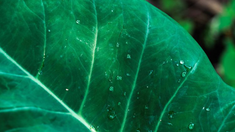 SBTi FLAG: Understanding and Steering the Transformation of Agricultural Value Chains