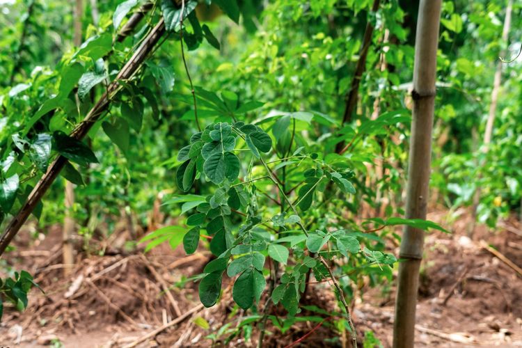 SBTi V2.0: A Cautious Bet on Climate Contribution