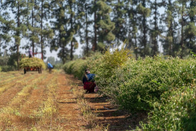 Core elements of designing a regenerative agriculture project