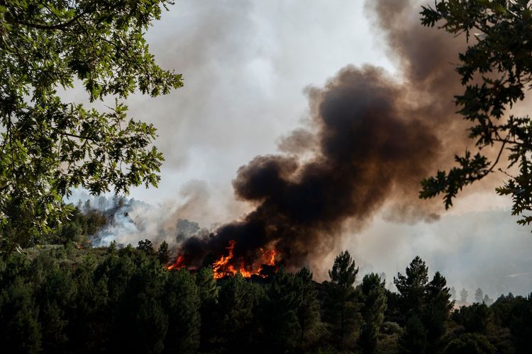 Feux de forêt : face à un risque qui change d’échelle, l’adaptation est essentielle