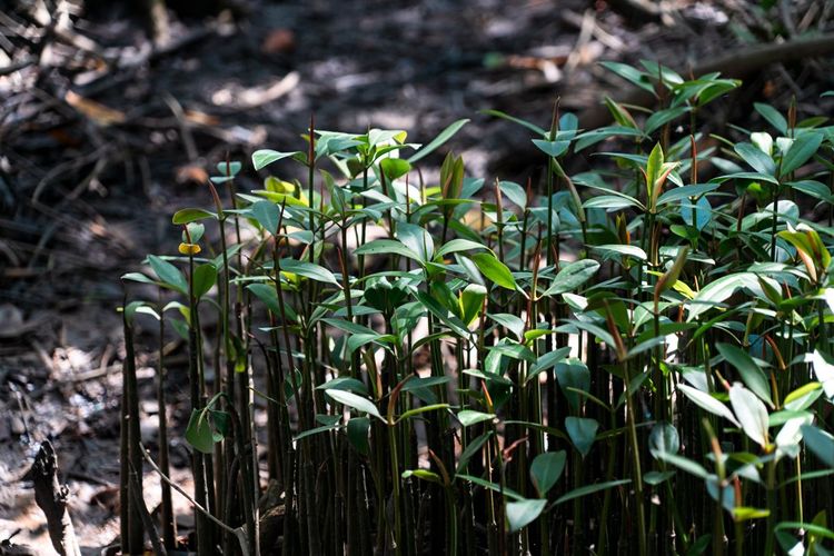 L’outil de projection carbone développé par Reforest’Action est validé par Bureau Veritas