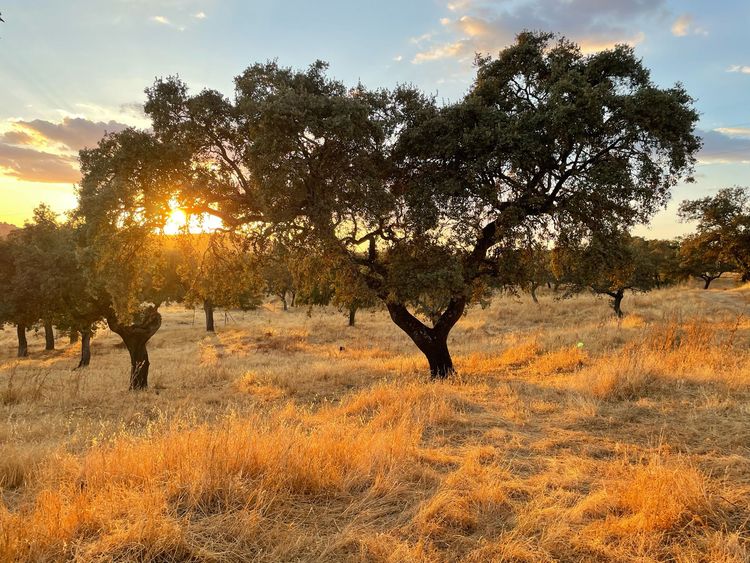 Espagne : à La Loma, la biodiversité comme pilier du reboisement